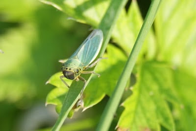 Groene Rietcicade - - Cicadella viridis