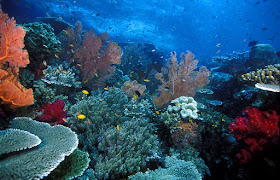 Coral Reefs at Raja Ampat Islands - Papua - Indonesia