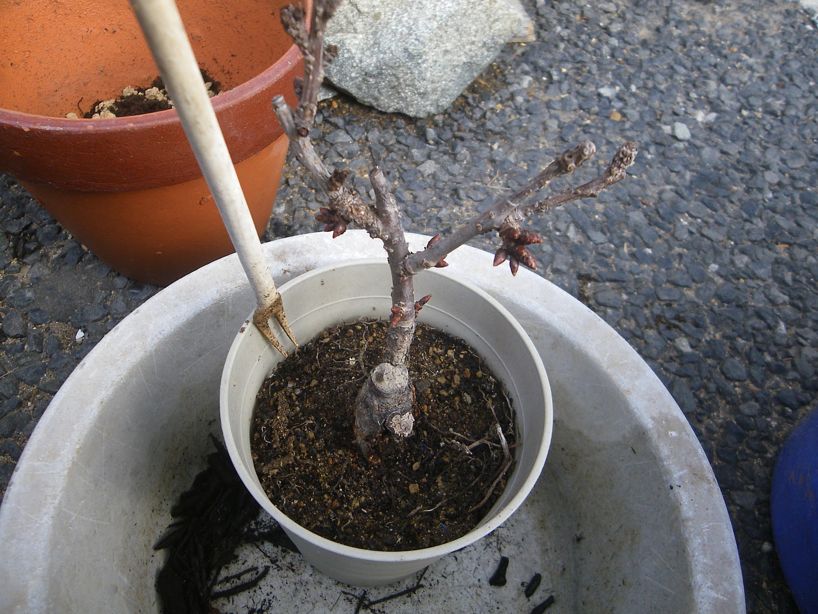 桜の小さな鉢植え 旭山桜のミニ盆栽の植え替えから満開まで メダカの大工