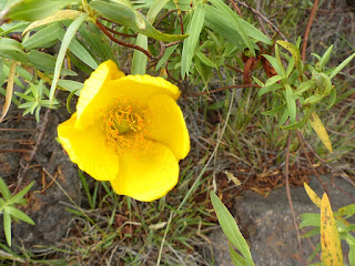 Hypericum lanceolatum - Fleur jaune - Ambaville jaune