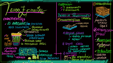 TEJIDO EPITELIAL QUE ES Y CUALES SON LAS CARACTERISTICAS
