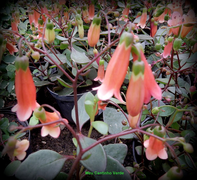 Flower Bryophyllum  manginii 