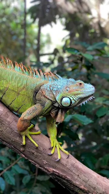Papel de Parede Animal Iguana