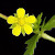 Potentilla intermedia