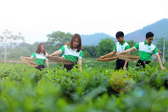 Chè búp Thái Nguyên