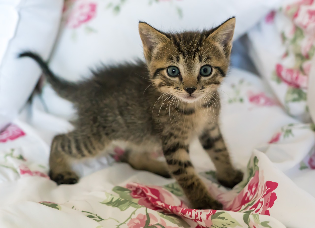  Gambar  Kucing  Comel dan Manja Anak Kucing  Lucu dan Paling 