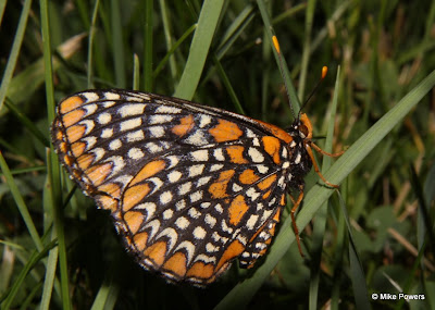 Baltimore Checkerspot