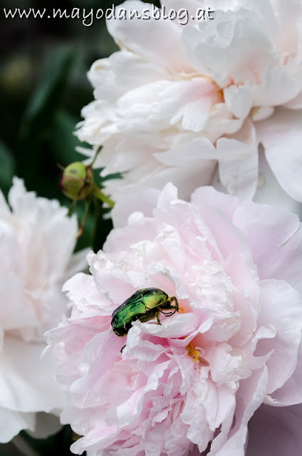 Pfingstrose Sarah Bernhardt mit Rosenkäfer