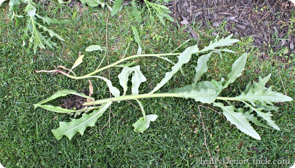 pulling prickly weeds