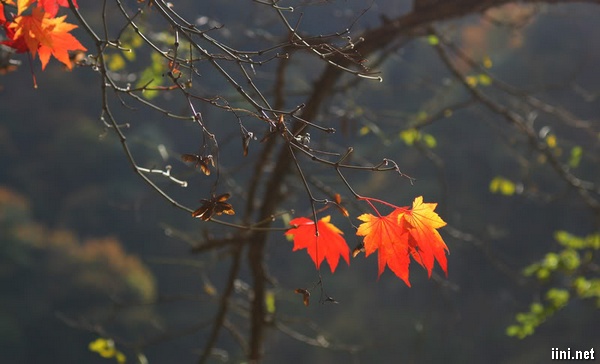 ảnh cây lá phong trong mưa mùa thu