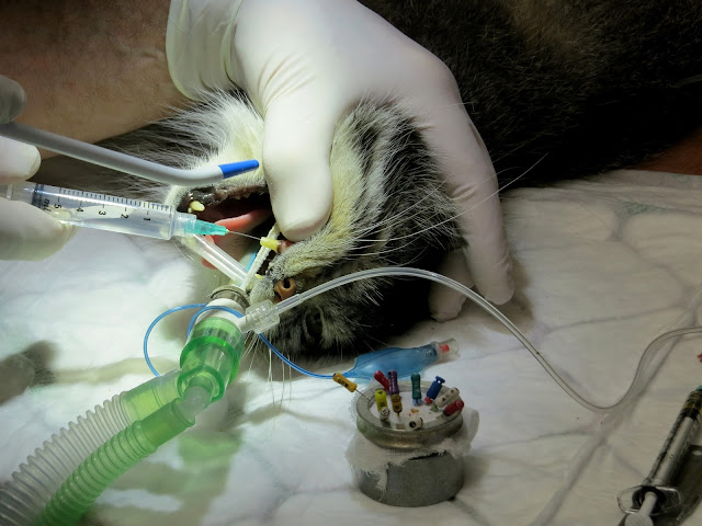 Pallas cat having dental work, Wildlife Heritage Foundation