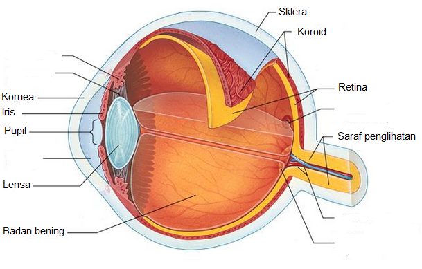 Alat Indra Mata Rangkuman Pengetahuan Alam Lengkap