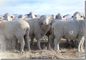 sheep_photo