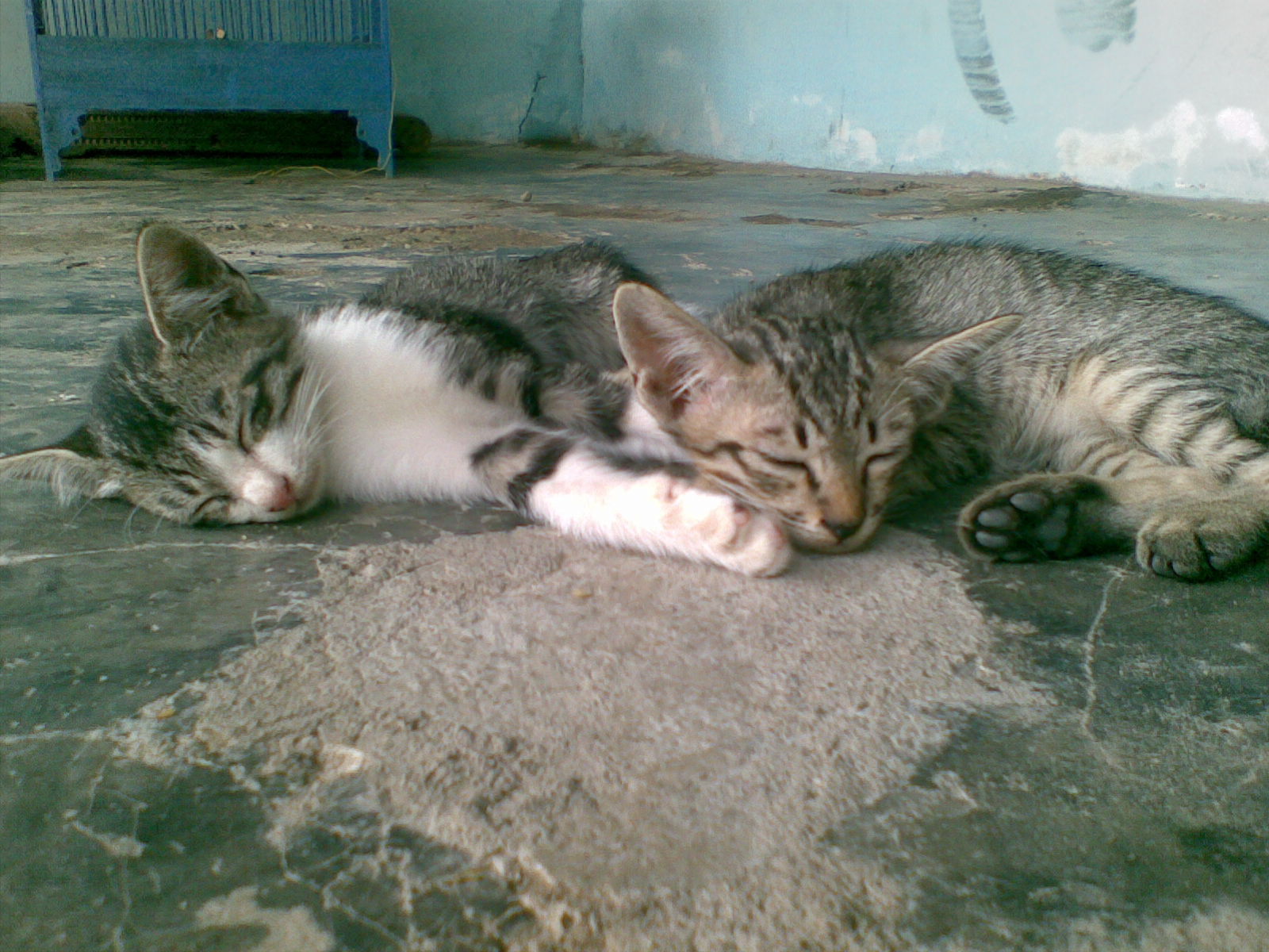 B4 Kucing Kucing Kecil