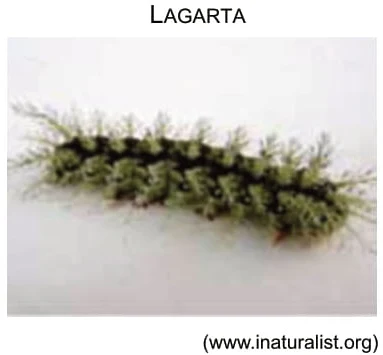 Lagarta