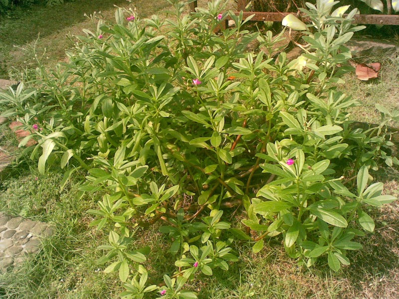 22+ Istimewa Tanaman Ginseng Sayur