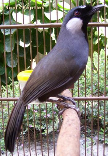 Kicau Mania Blitar: Update Harga Burung Wilayah 