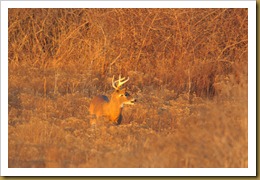 - Buck in the MeadowROT_2067 January 02, 2012 NIKON D3S