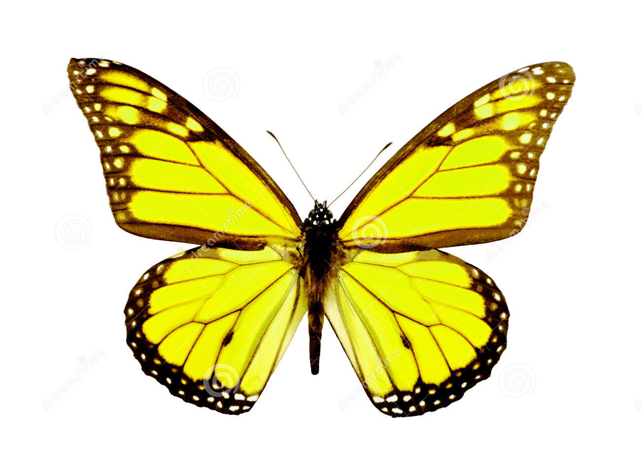 hewan  lucu 2021 animasi bergerak kupu  kupu  terbang Images