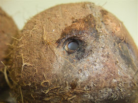 hole drilled in coconut, to mail, mail cocunuts in the mail, stamps