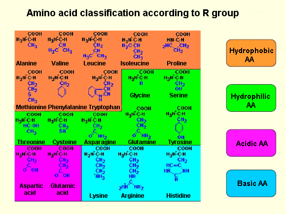 Amino acid classification according to R group