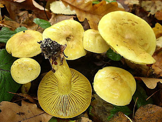 Tricoloma azufrado, seta azufrada - Tricholoma sulphureum