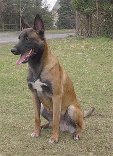 Belgian Malinois