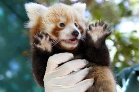 40 Adorable red panda pictures (40 pics), baby red panda give jazz hands