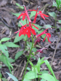 cardinal flower