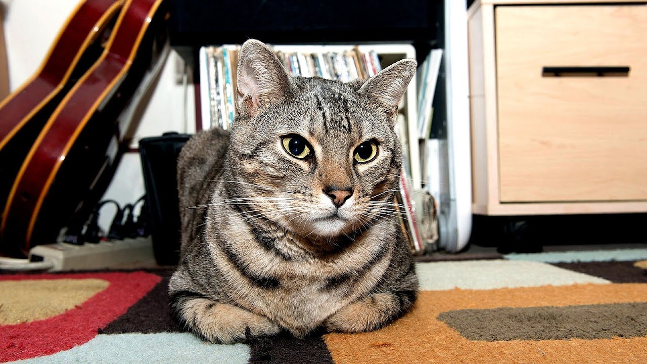 Cat Urine Remover Recipe