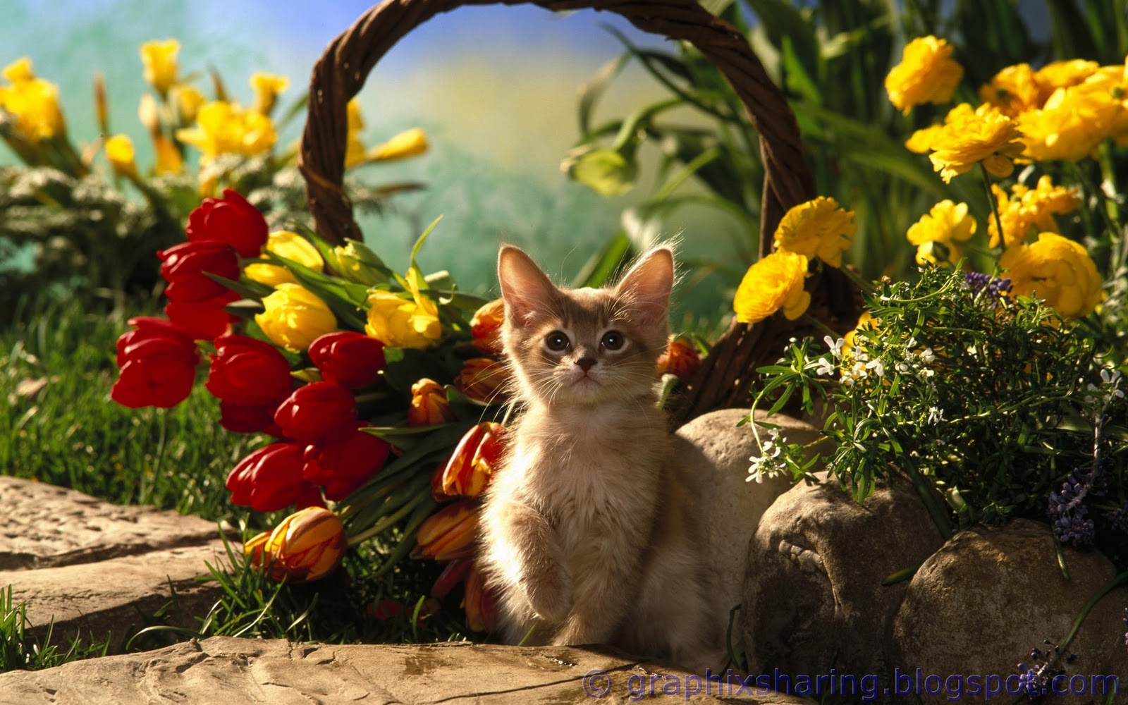 Pictures of kittens, wallpapers animal