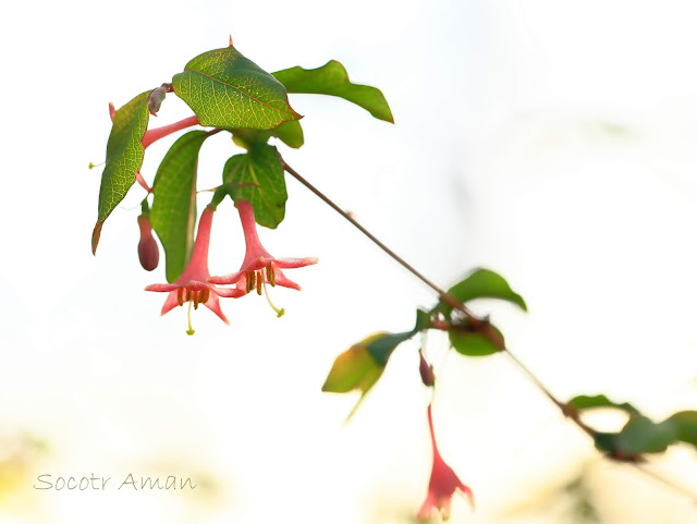 Lonicera gracilipes