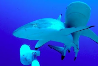 reef sharks and baited camera