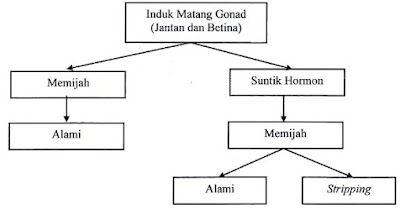 Pemijahan atau Pembenihan