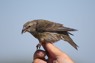 Adult Female Crossbill