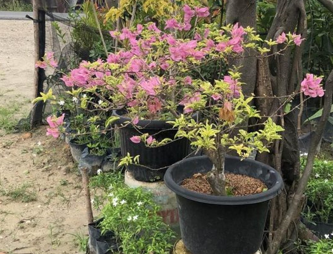 Bougainvillea : How To Plant, Grow And Prune in Pots Home Guides Maximum Bloom To The Perfect Shape