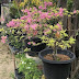 Bougainvillea : How To Plant, Grow And Prune in Pots Home Guides Maximum Bloom To The Perfect Shape