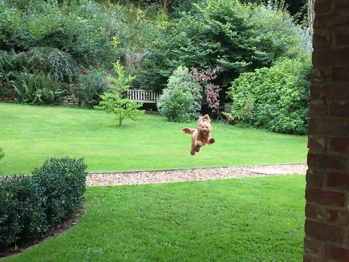 30 Times People Found The Best Airbnb Companion In Adorable Pets