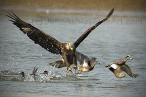 sub-adult Bald Eagle (c) 2009 John Ashley