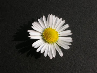 Daisy flowers