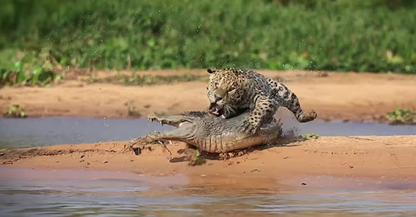 The ambush attack to the Crocodile takes place.