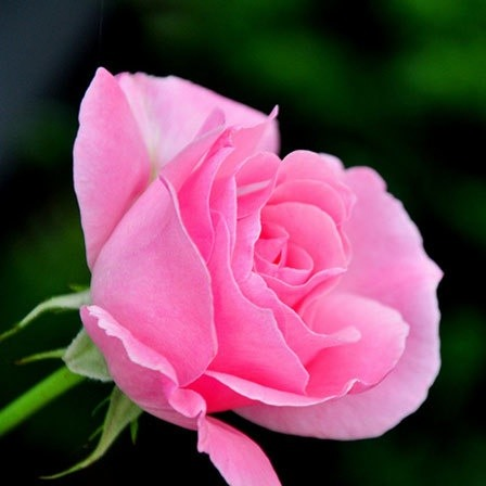 Kumpulan Galeri Gambar Bunga Mawar Pink  Merah Muda Cantik 