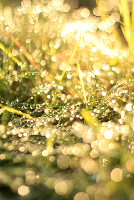 Bokeh Effect in the Grass - Dreamy Nature Photography by Mademoiselle Mermaid