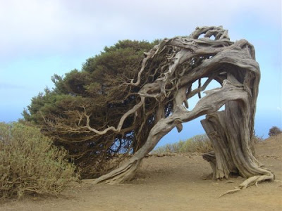 strange and funny trees 20 Pohon Aneh Yang Tumbuh Di Tempat Aneh