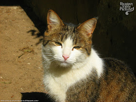 Yellow-Eyed Brown Mackerel Tabby with White Distrustful Kitty