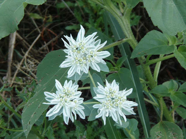 Prettiest white flower alongside us hwy 50