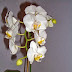 Orchids White