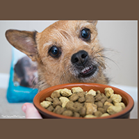 Only Natural Pet PowerFusion Small Breed Dog food review