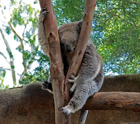 funny animals, animal pictures, koala sleeping in a tree