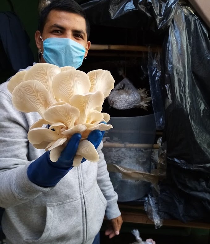  धिंगरी अळिंबी लागवड |  Oyster Mushroom Farming | Mushroom Business in Maharashtra